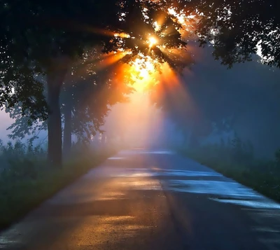 landschaft, natur, straße, sonnenaufgang, baum