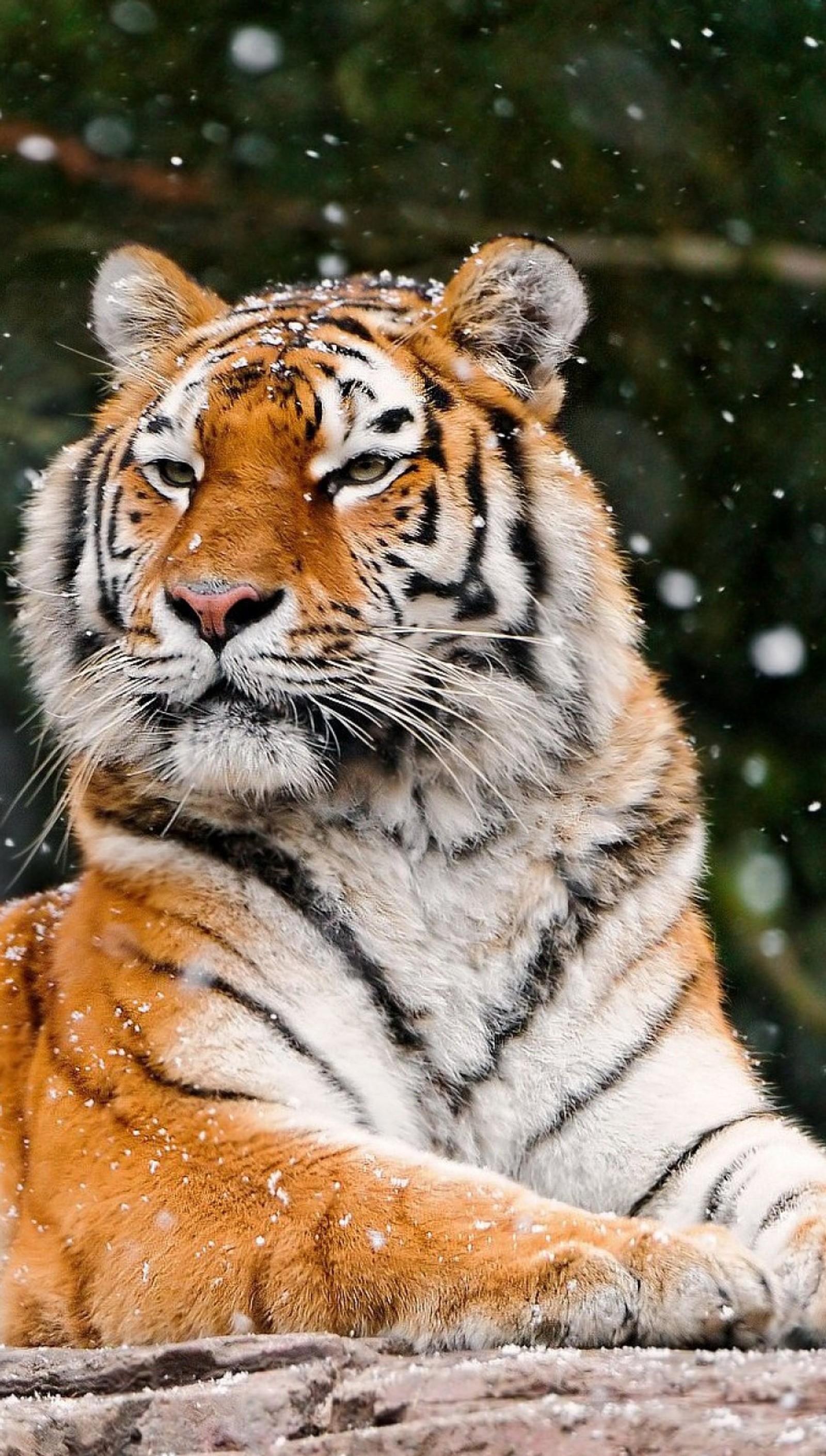 Há um tigre deitado na neve (hd, legal, neve, tigre, amarelo)