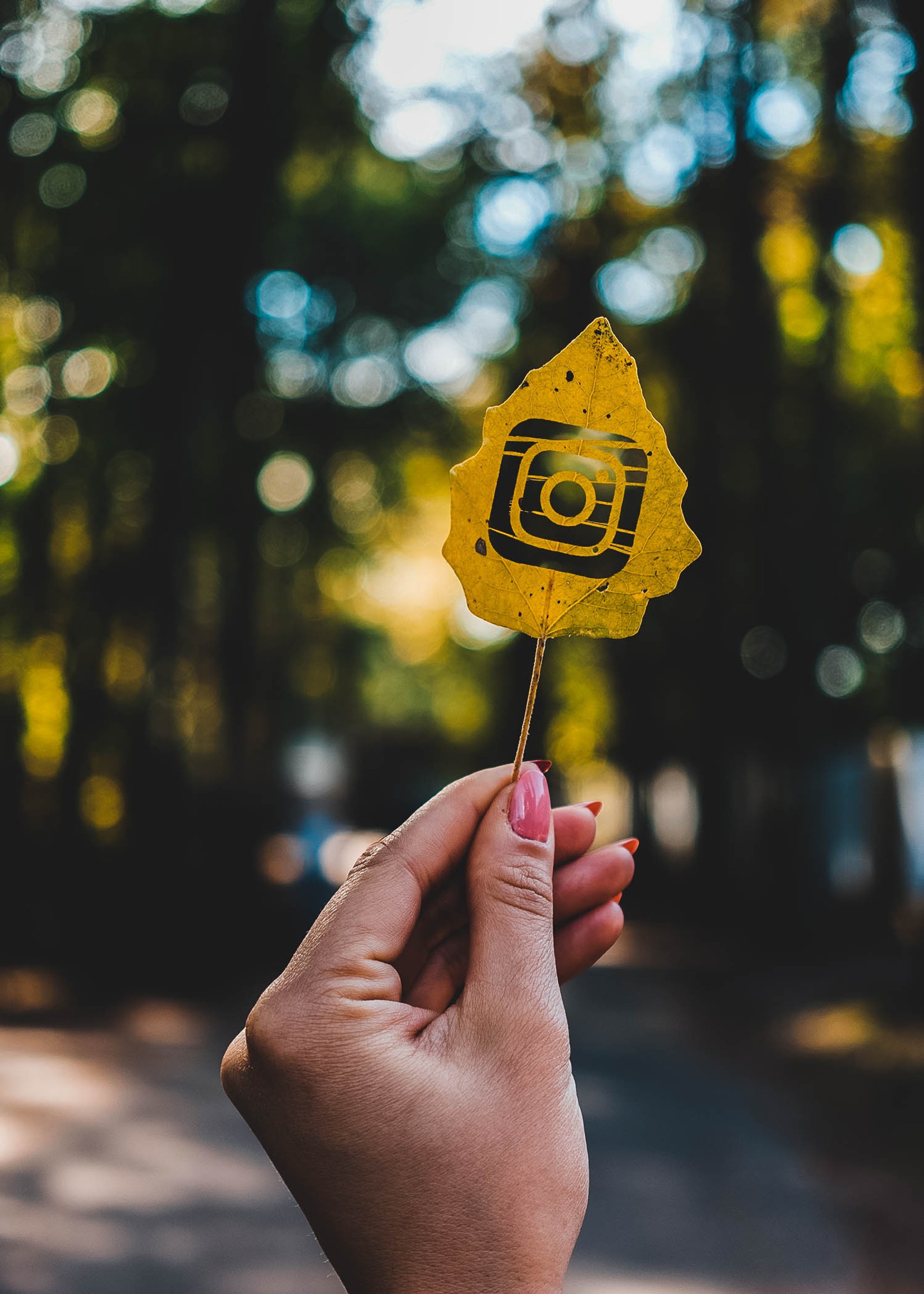 Jemand hält ein gelbes blatt mit einer kamera darauf (instagram, blatt, launisch, natur, partikel)