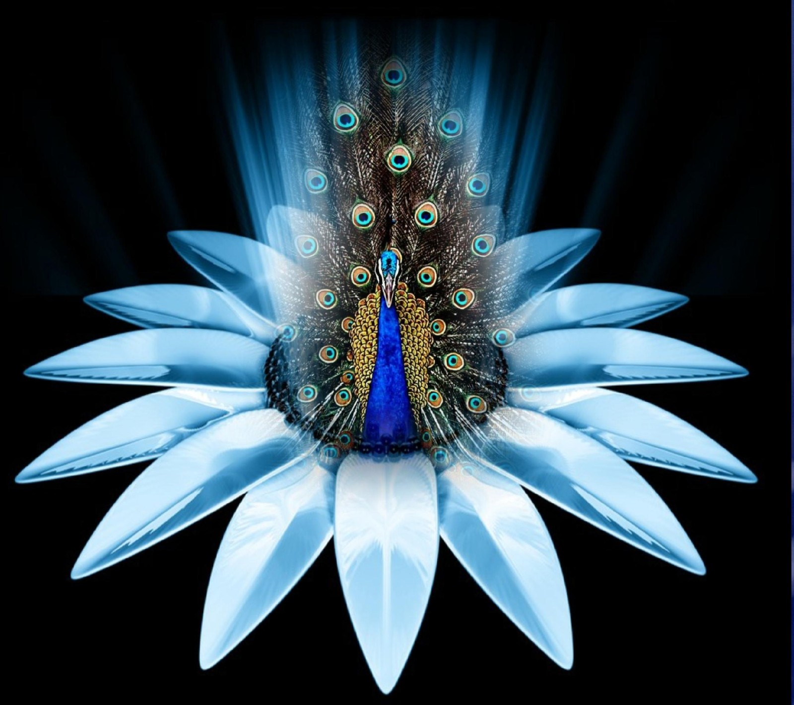 Peacock with blue feathers on a flower with a black background (beautiful, crystal, crystal flower, flower, peacock)