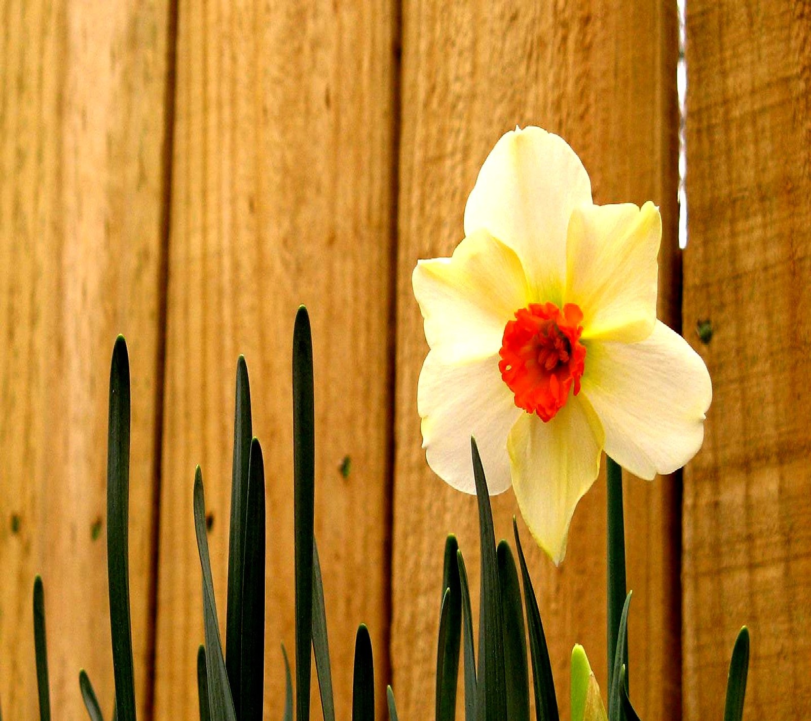 Téléchargez le fond d'écran fleur