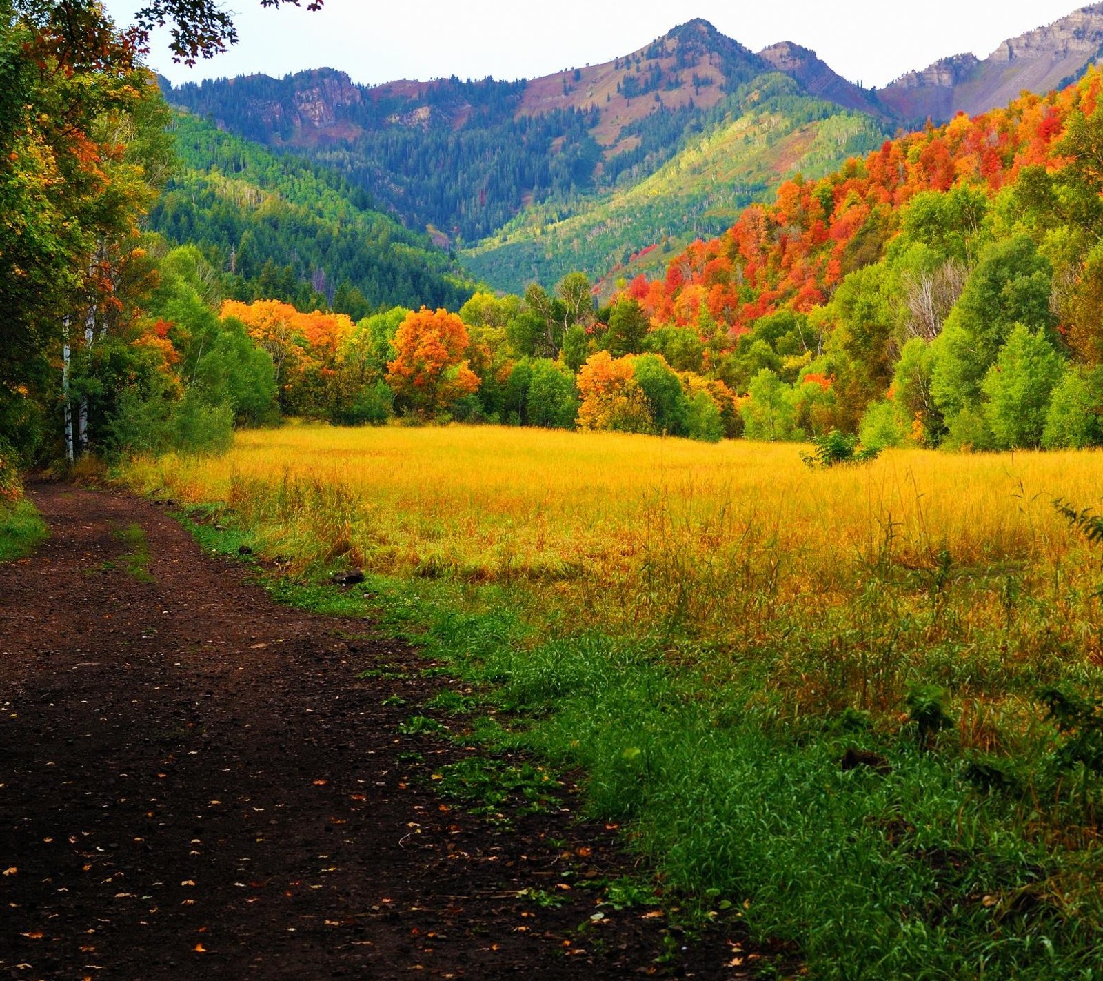 Descargar fondo de pantalla otoño, bosque