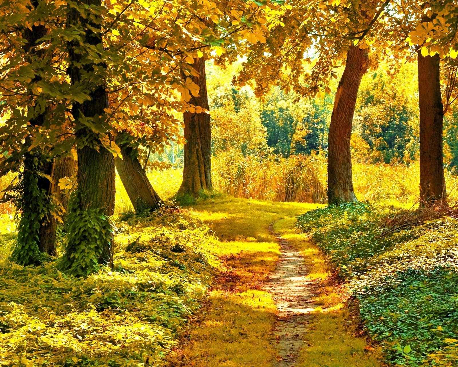 A view of a path through a forest with lots of trees (autumn, forest, path, road)