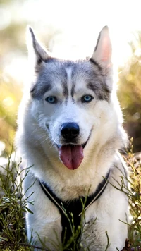 Adorável husky siberiano com olhos azuis marcantes em um ambiente natural.