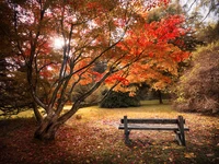 Autumn Serenity: Vibrant Maple Trees and a Wooden Bench in Nature