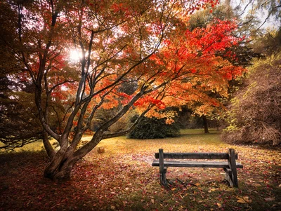 Herbstliche Gelassenheit: Lebendige Ahornbäume und eine Holzbank in der Natur