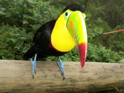 Tucano Toco vibrante empoleirado em um galho em meio à vegetação exuberante