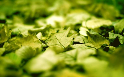 Lush Green Leaves Blanketing the Ground