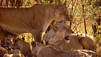 Leões masai descansando em um grupo familiar em meio a campos dourados