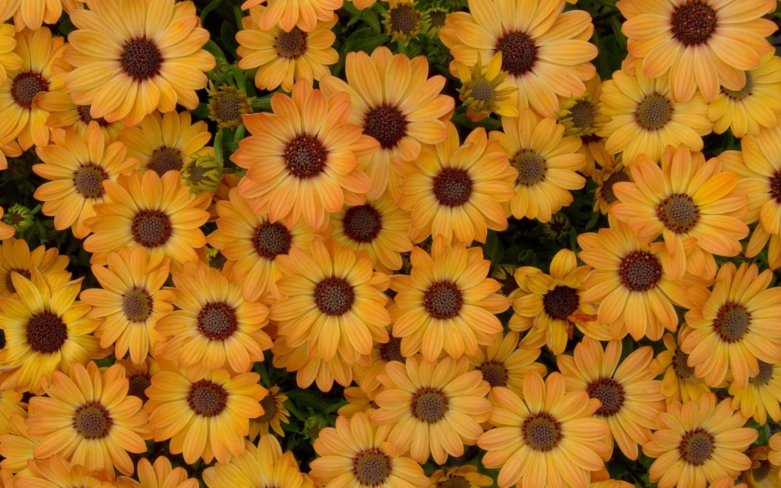 Un primer plano de un grupo de flores amarillas con centros marrones (amarillo, pétalo, planta anual, crisantemos, flor silvestre)