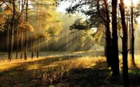 Sunlit Grove: A Tranquil Morning in the Forest