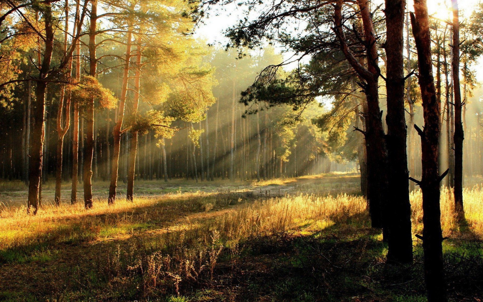 Vue d'une forêt avec le soleil brillant à travers les arbres (forêt, ensoleillement, arbre, nature, boisé)