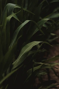 Primer plano de hojas verdes exuberantes en un bosque oscurecido