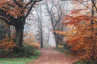 herbst, wald, herbstlaub, bäume, neblig