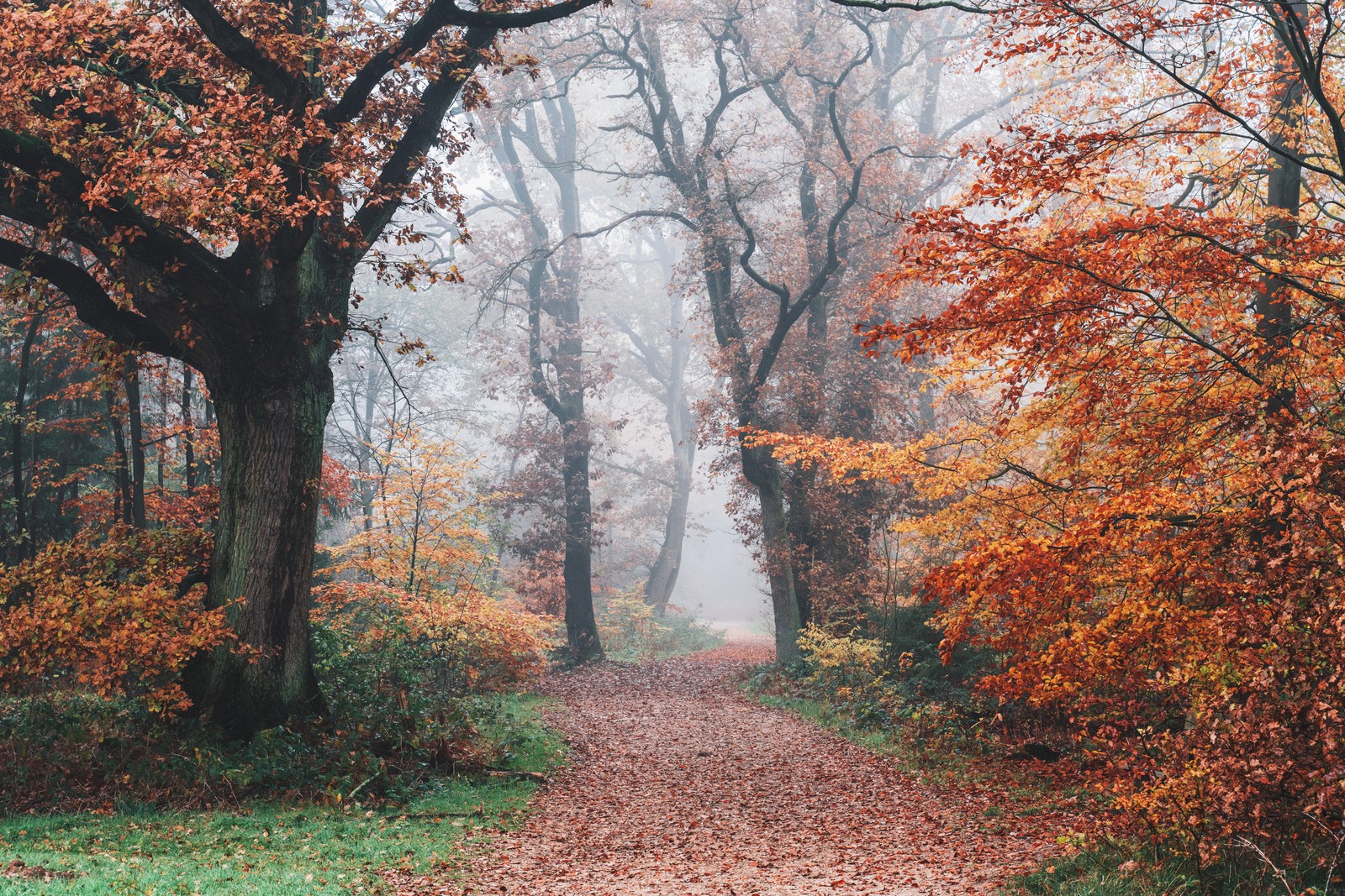 Un chemin à travers une forêt avec des arbres et des feuilles au sol (automne, forêt, feuillage dautomne, arbres, brumeux)