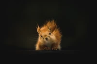 wildlife, whiskers, squirrel, fur, fawn wallpaper