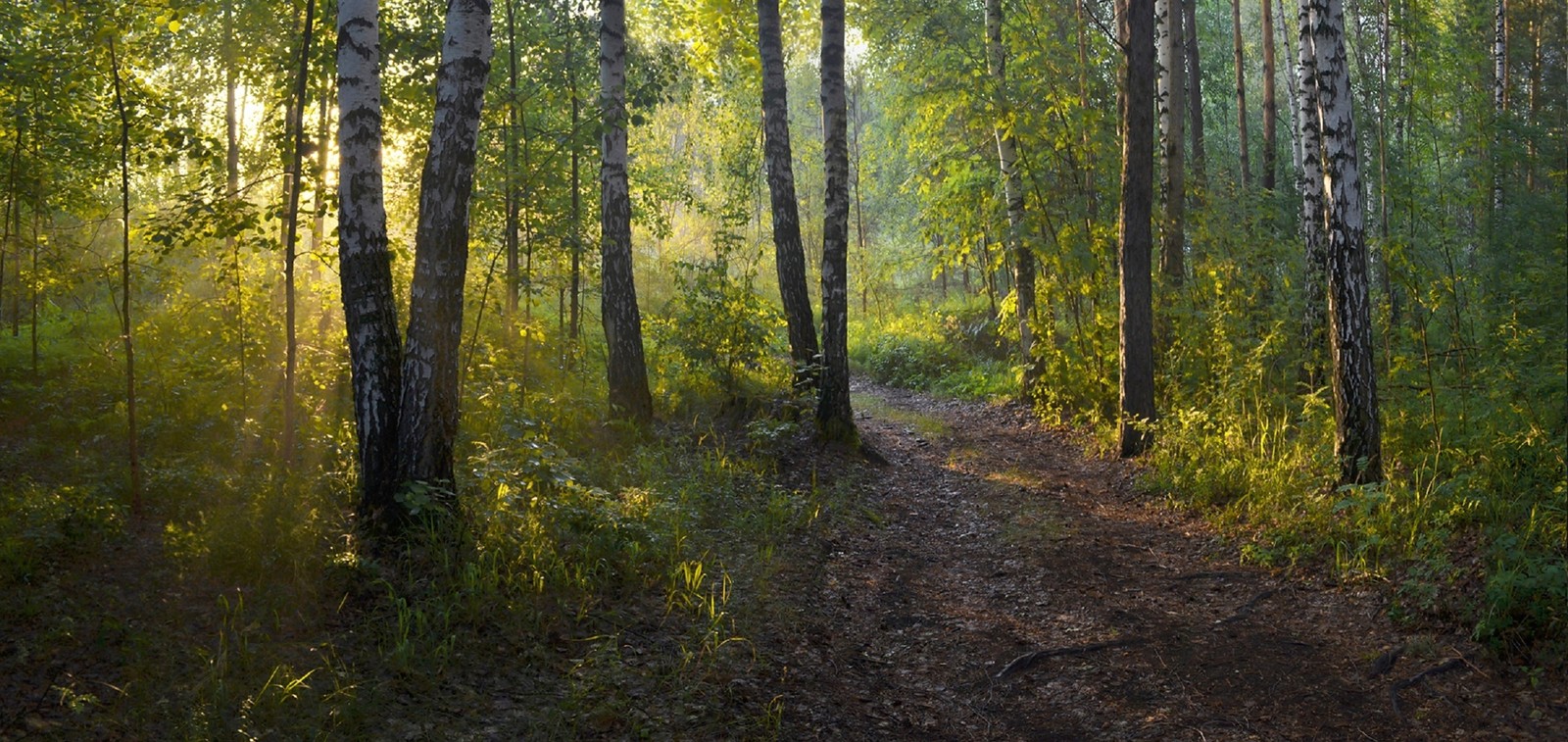 Caminho sinuoso em uma floresta com árvores e sol brilhando através delas (floresta, vegetação, árvore, natureza, reserva natural)