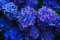 Las flores de hortensia azul cobalto en vibrantes tonos de violeta y lavanda