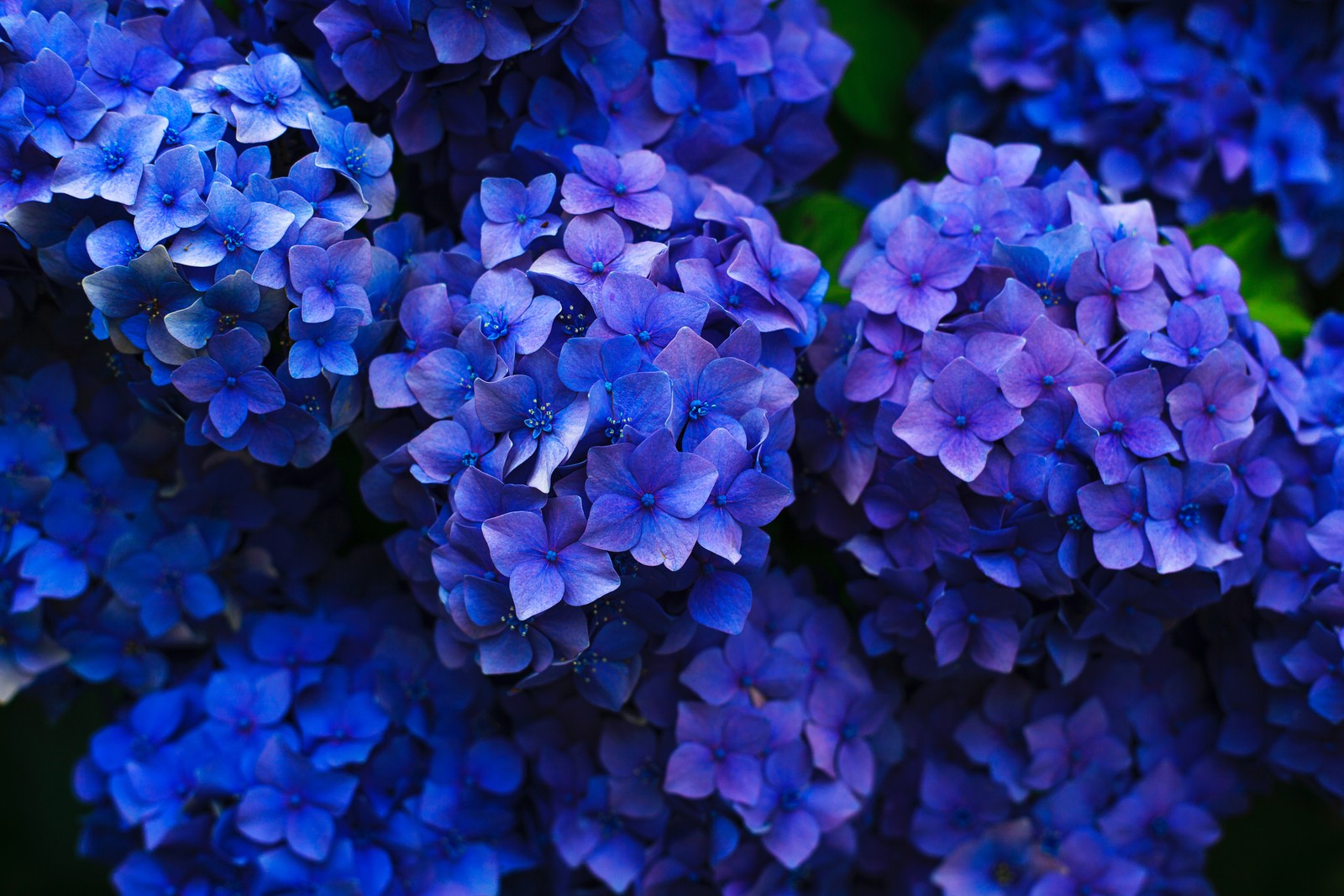 Un primer plano de un grupo de flores moradas con hojas verdes (hortensia francesa, arbusto, flor, plantas, azul)