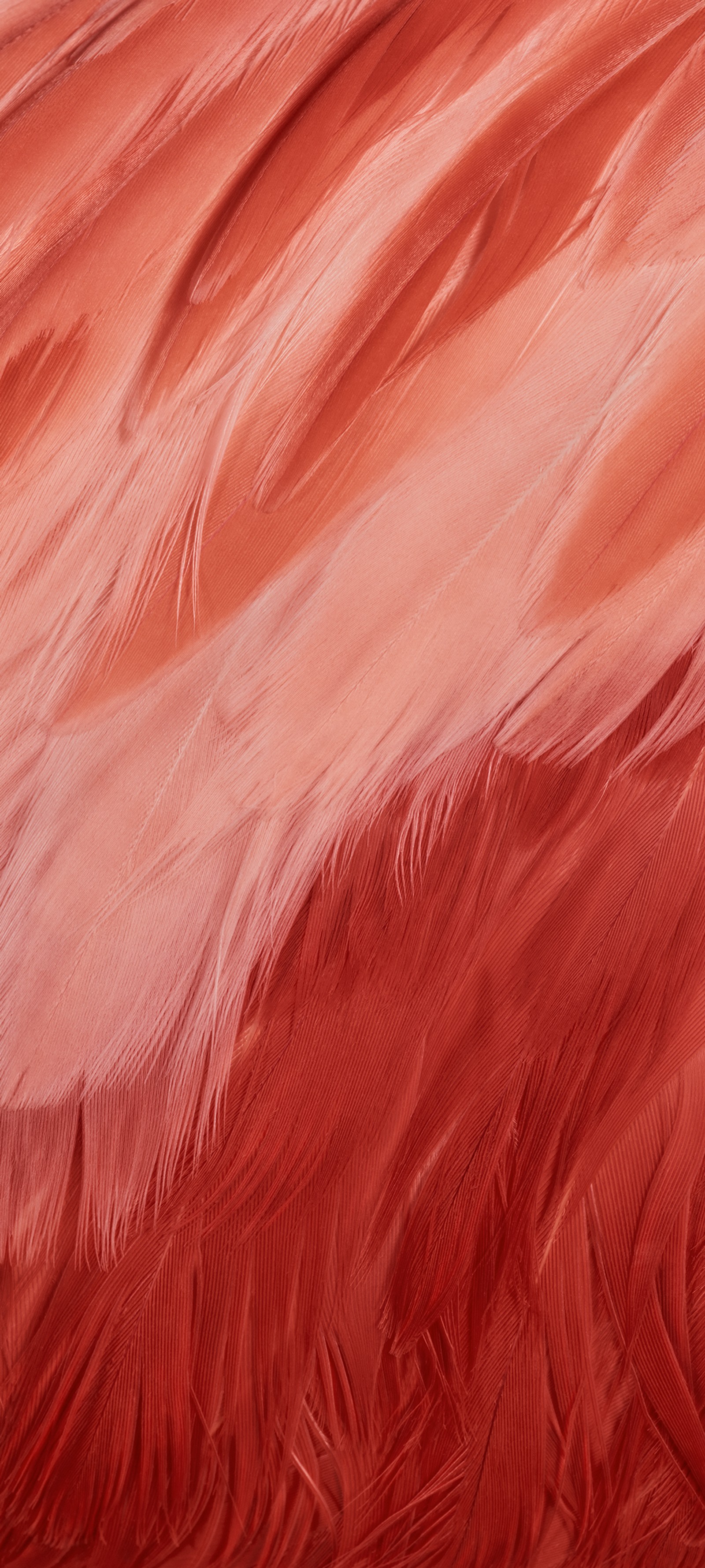 Un gros plan des plumes d'un oiseau rouge sur fond blanc (google, orange, matériau naturel, rose, motif)