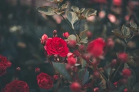 rose, fleur, jardin, arbuste, rouge