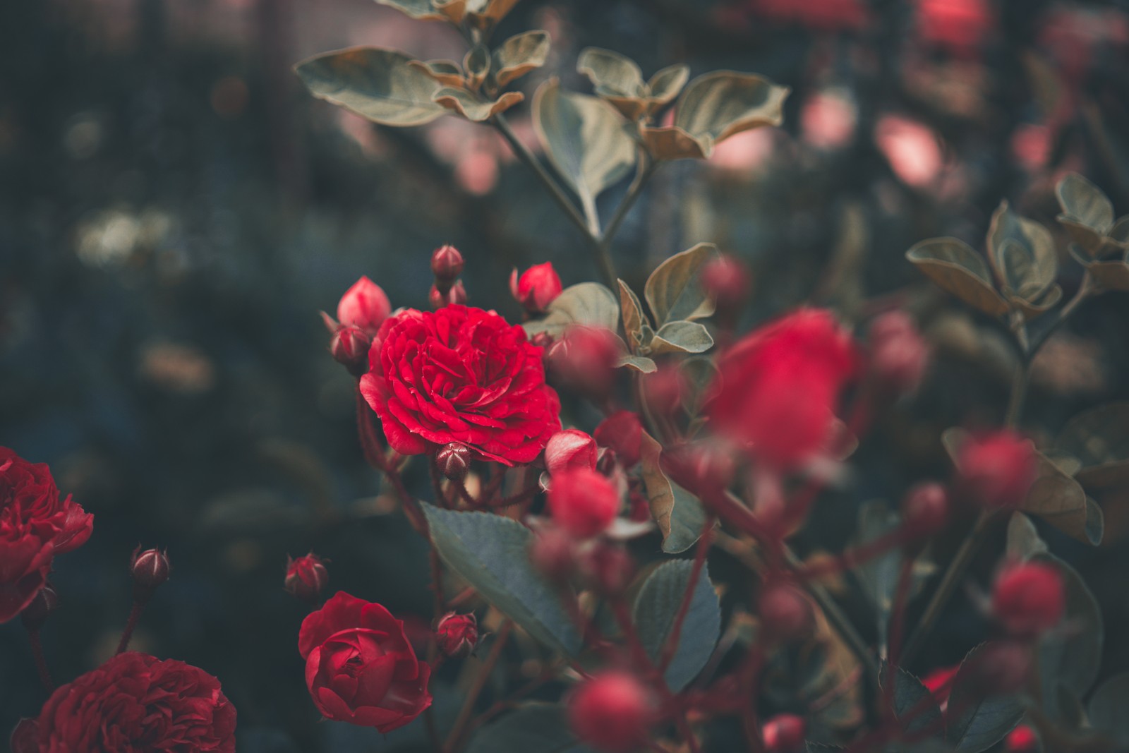 rose, flower, garden, shrub, red wallpaper