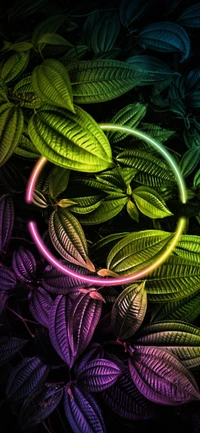 plant, leaf, botany, nature, terrestrial plant wallpaper