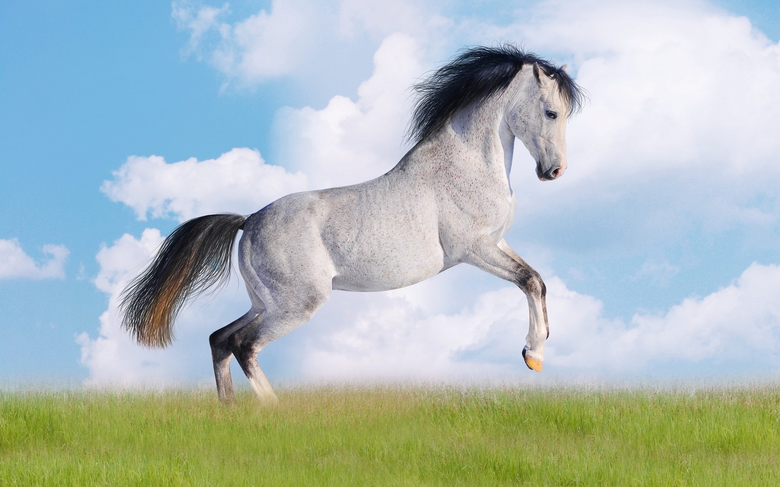 There is a white horse that is running in the grass (horse, mane, stallion, mustang horse, mare)