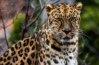 Leopardo africano majestoso com manchas marcantes e olhar intenso em meio à folhagem natural.