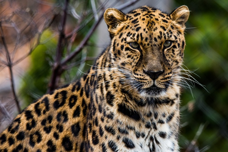 Птица сидит на дереве, смотрит в камеру (африканский леопард, felidae, кот, большая кошка, наземное животное)