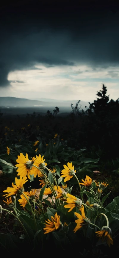 Wildblumen unter sich verdunkelnden Himmel