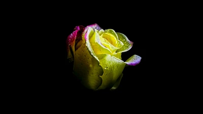 flor de rosa, amoled, 5k, 8k, fondo negro