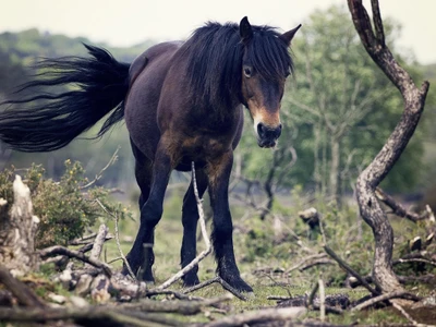 Garanhão mustang selvagem em meio à serenidade da natureza