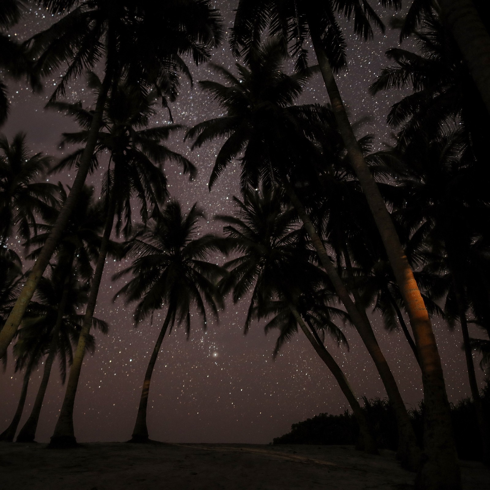 A view of a beach with palm trees and a star filled sky (night, tree, palm tree, darkness, painter)