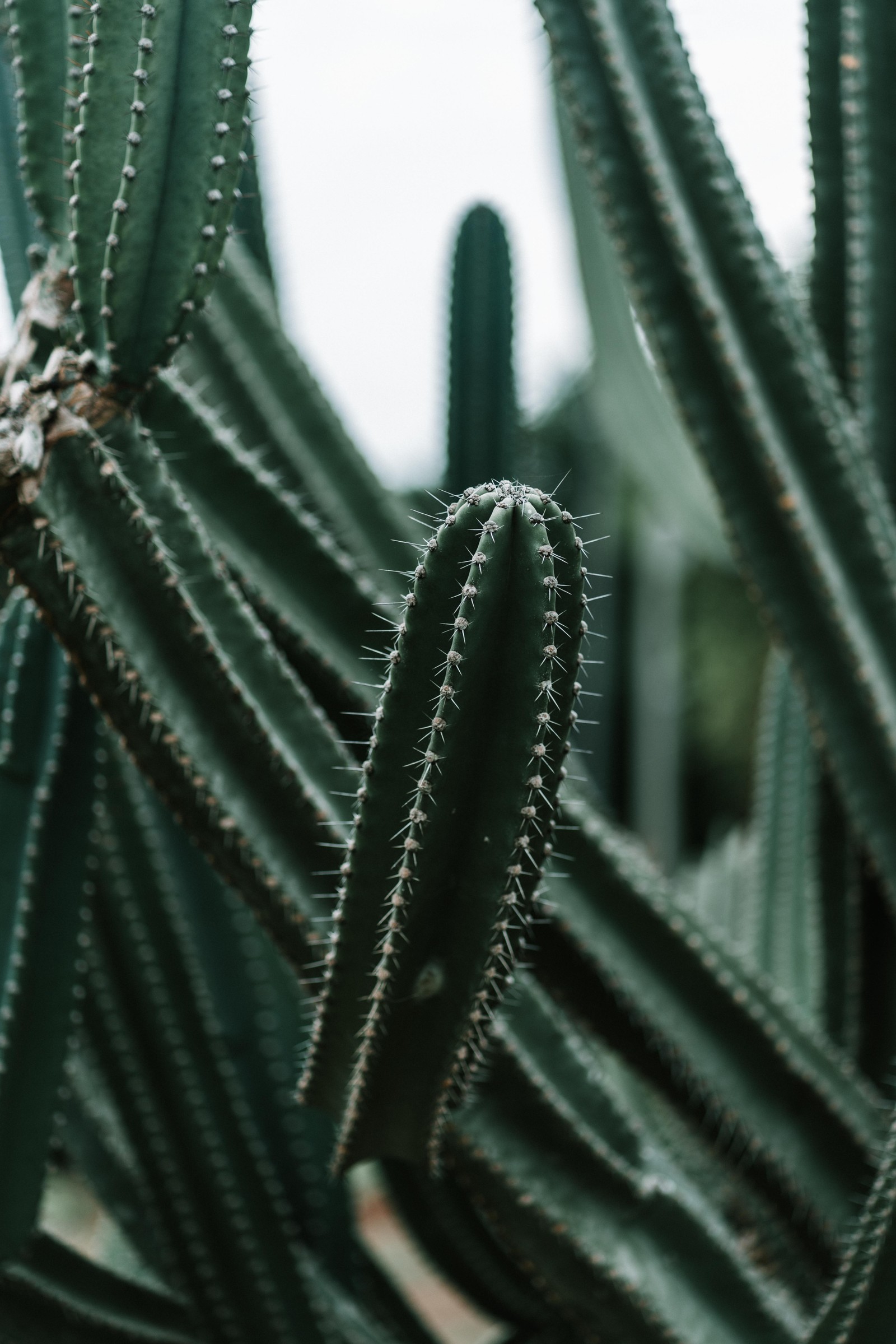 There is a close up of a cactus plant with many leaves (cactus, green, saguaro, plant, flower)