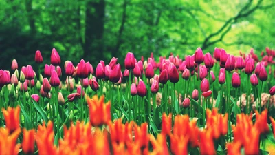 flowers, tulip, nature