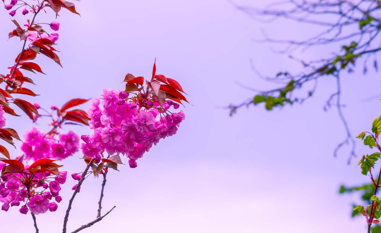 There is a bird sitting on a branch of a tree (flower, pink, plant, spring, branch)