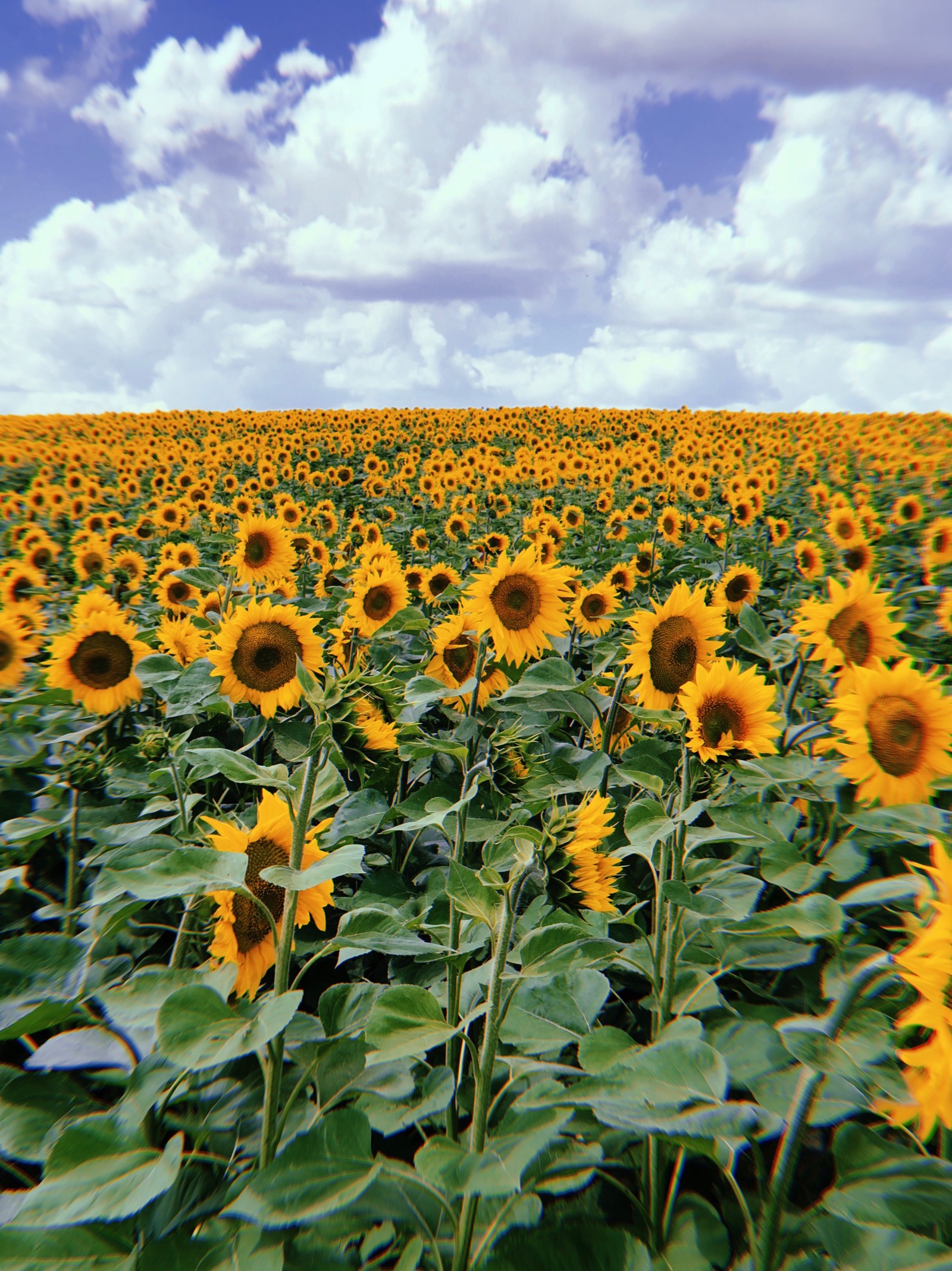 sunflower, flowering plant, daisy family, sunflower seed, crop wallpaper