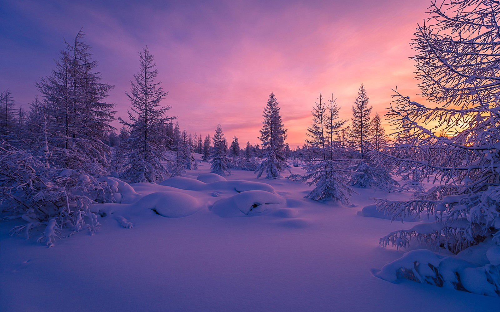 forest, winter, snow, nature, tree wallpaper