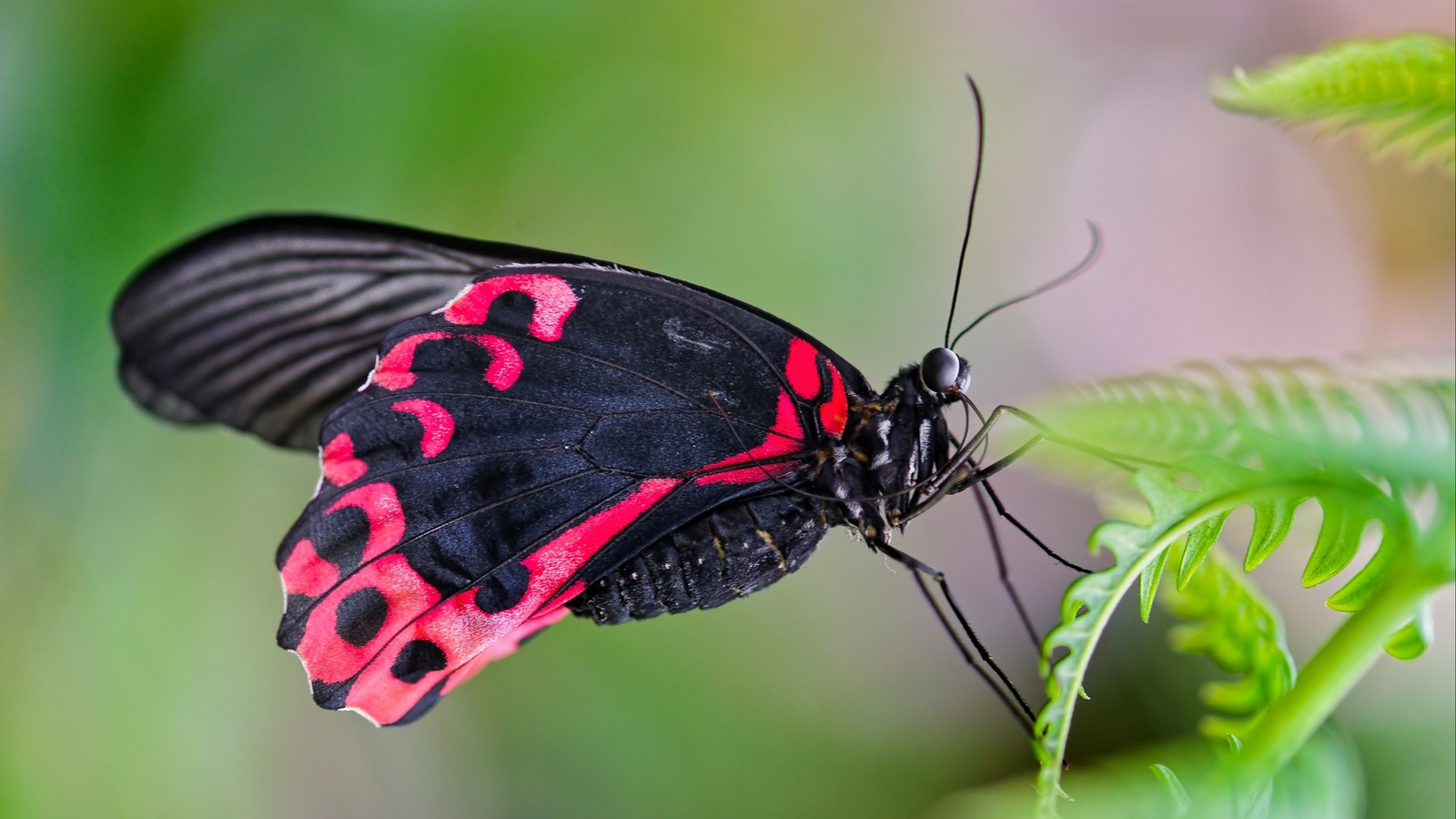 There is a butterfly that is sitting on a leaf (butterfly, insect, invertebrate, moths and butterflies, pollinator)