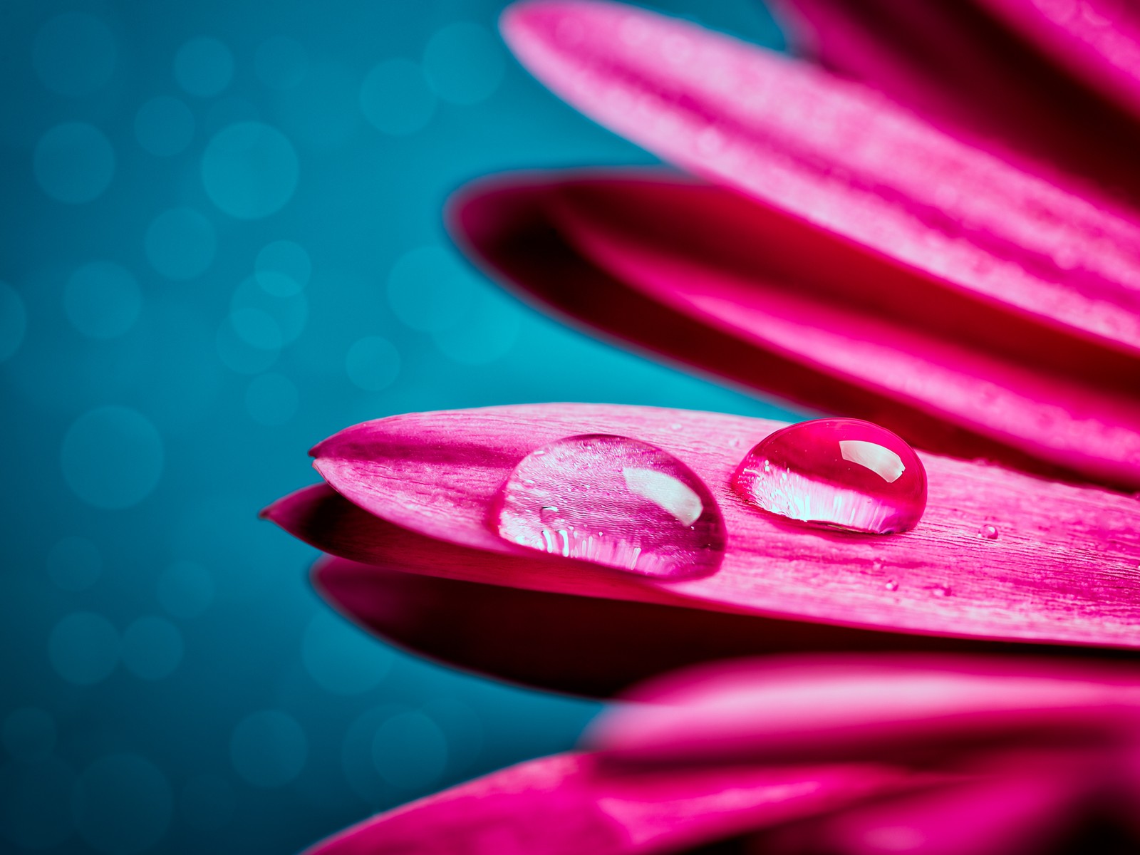 Um close em uma flor rosa com duas gotas de água sobre ela (gotas de água, flor de gerbera, pétalas, close up, macro)