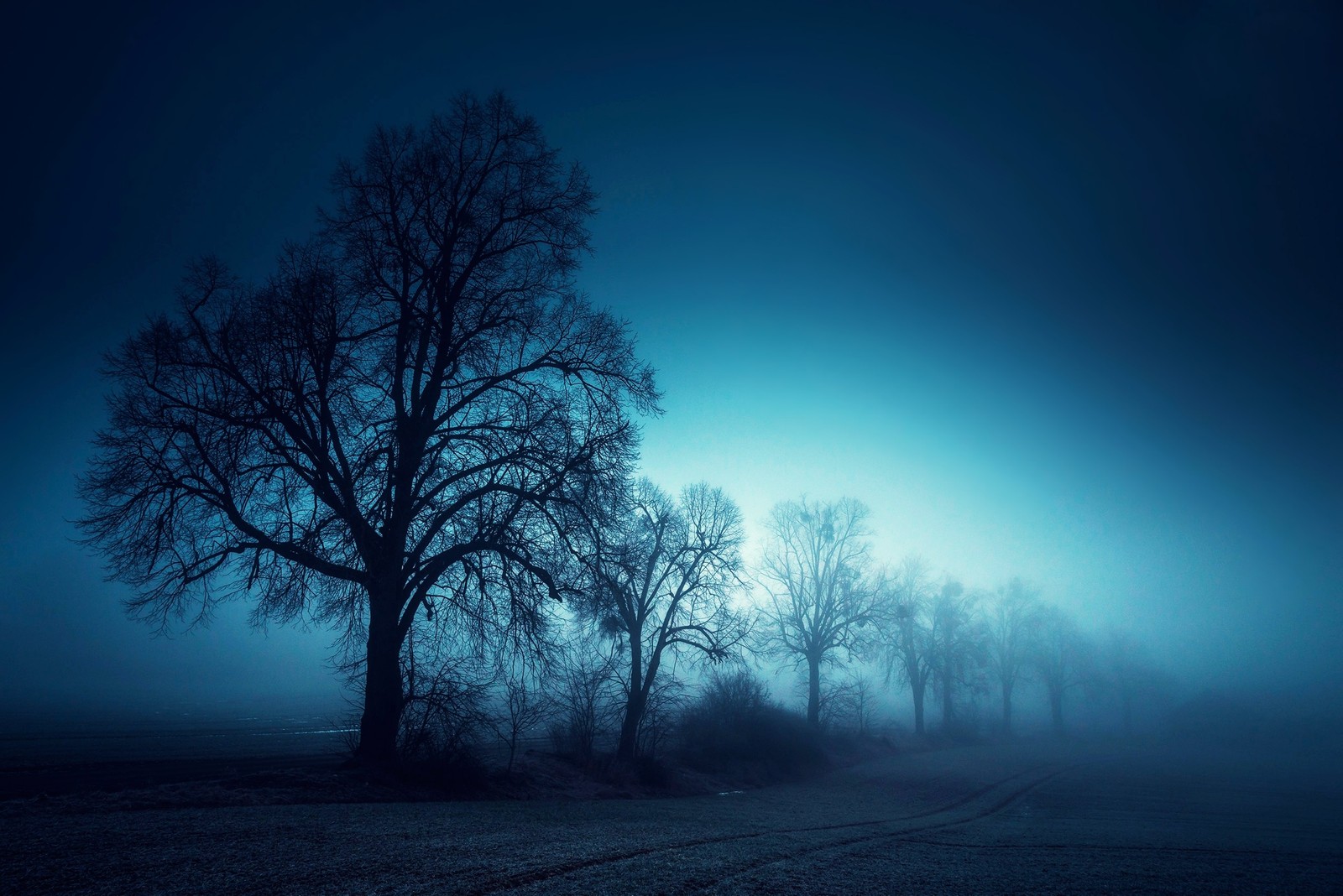 Lade nebel, natur, baum, atmosphäre, dunkelheit Hintergrund herunter