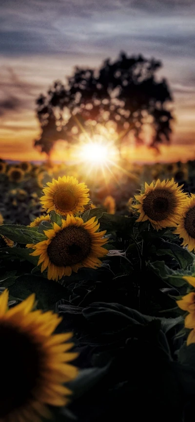 Goldene Sonnenblumen unter einem Sonnenuntergangshimmel