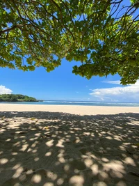 Tropischer Strand unter sonnendurchflutetem Blätterdach