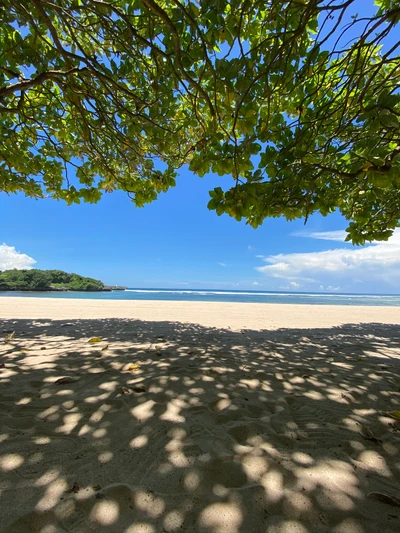 Tropical Beach Under Sunlit Canopy