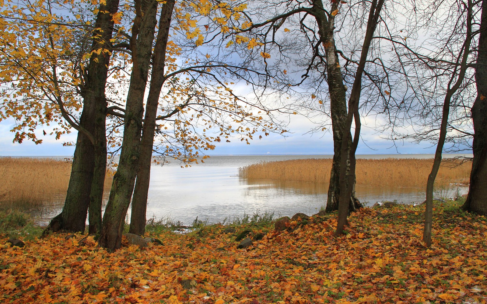 Trees with yellow leaves on the ground near a body of water (autumn, tree, leaf, water, nature reserve)