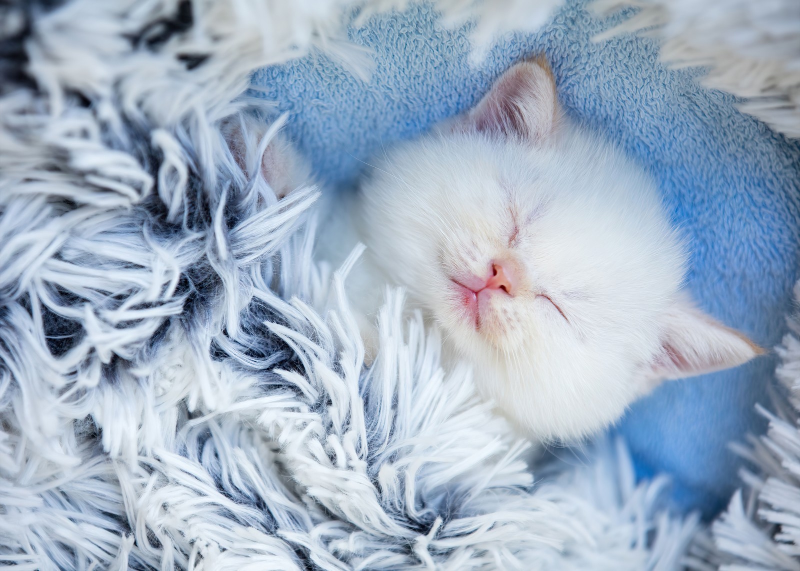 Un gatito blanco durmiendo sobre una manta azul (gatito lindo, durmiendo, peludo, adorable, gato blanco)