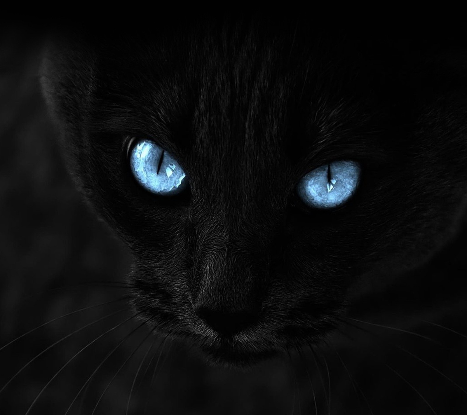 Téléchargez le fond d'écran noir, chat noir, chat, yeux, full hd