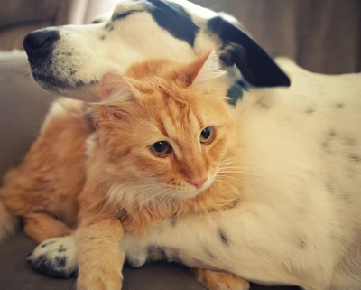 Vínculo inquebrável: Um abraço entre cachorro e gato