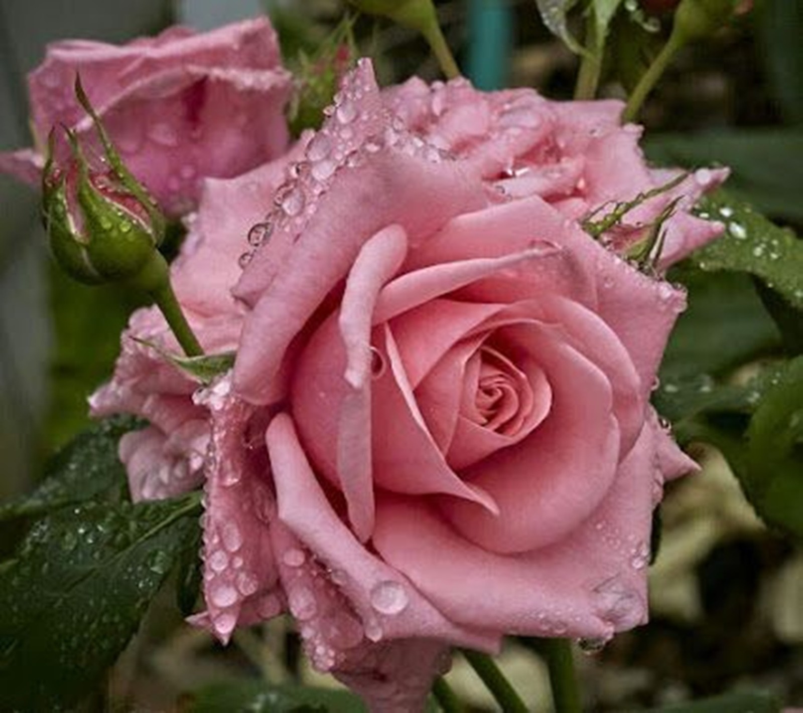 pink, roses wallpaper